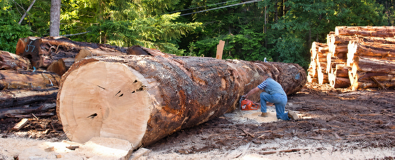 Salvaged log from a TV project